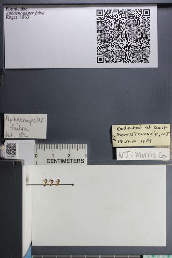 Media type: image;   Entomology 585621